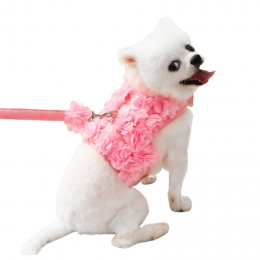 러블리 귀여운 강아지 샤베트 하네스