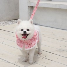 플라워 레이스 강아지 고양이 하네스