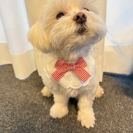 반려동물 레드 체크리본 프릴 스카프 턱받이