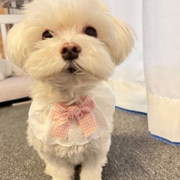 반려동물 핑크 체크리본 프릴 스카프 턱받이