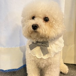 반려동물 블랙 체크리본 프릴 스카프 턱받이