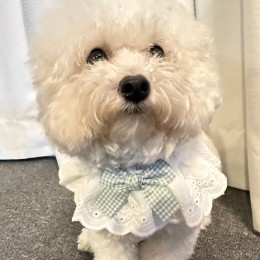 반려동물 그린 체크리본 프릴 스카프 턱받이