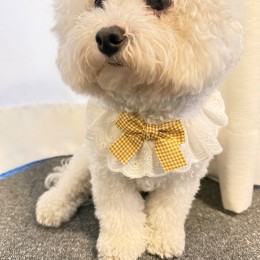 반려동물 옐로우 체크리본 프릴 스카프 턱받이