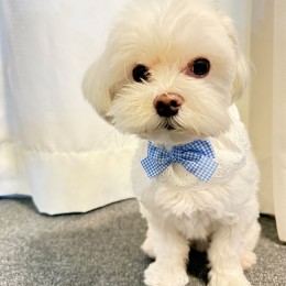 반려동물 블루 체크리본 프릴 스카프