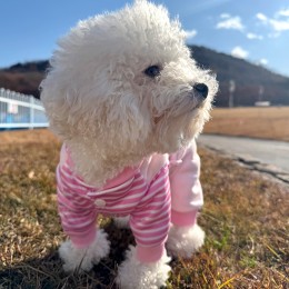 반려동물 스트라이프 오리 멜빵 올인원 티셔츠 하네스